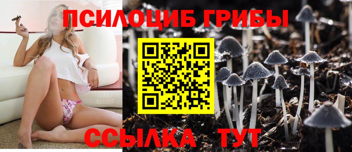 Псилоцибиновые грибы Psilocybe Ивантеевка